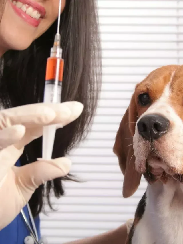 जानवरों को कोरोना से बचाने के लिए भारत में लॉन्च हुआ ये टीका